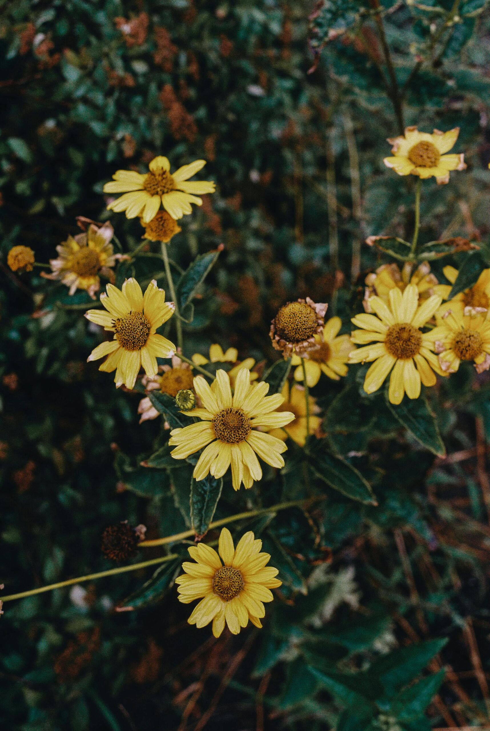 A cluster of yellow wildflowers blooming in a lush, green meadow during summer.